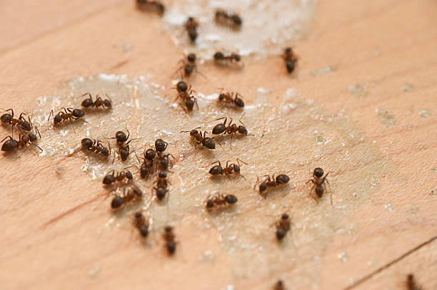 Best Termite Control Services  in Portland, IN